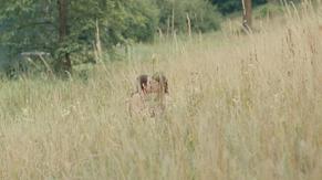 Marion Cotillard in Dikkenek, photo 10